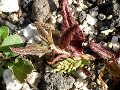 Persicaria prostrata