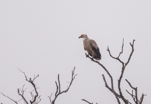 Palm-nut Vulture