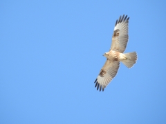 Buteo japonicus