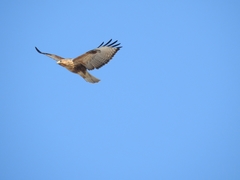 Buteo japonicus