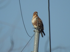 Buteo japonicus