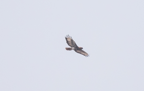 Red-necked Buzzard