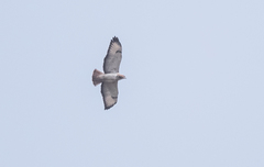 Buteo auguralis