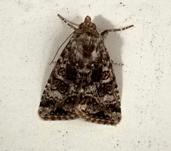 Heliothis punctifera