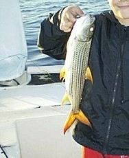 Hydrocynus vittatus
