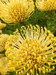 Leucospermum