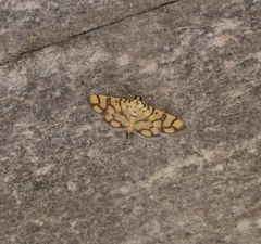 Pardomima callixantha