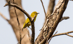 Zosterops senegalensis