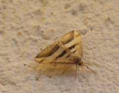 Chiasmia subcurvaria