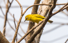 Zosterops senegalensis