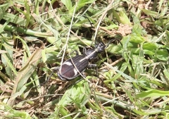 Cypholoba graphipteroides