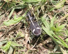 Cypholoba graphipteroides