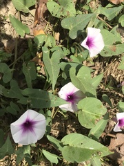 Ipomoea aquatica