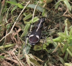 Cypholoba graphipteroides