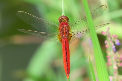 Scarlet Skimmer, photo 8 of 10