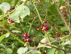 Cipadessa baccifera