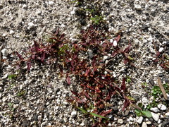 Persicaria prostrata