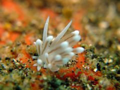 Sakuraeolis gerberina