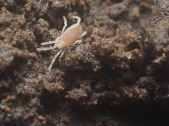 Stylocellidae
