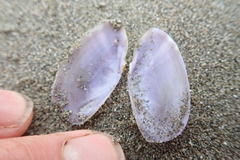 Hiatula nitida