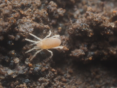 Stylocellidae