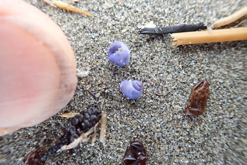 photo of Dwarf Violet Snail (Janthina exigua)