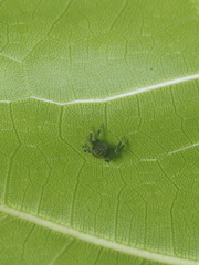 Thorelliola ensifera