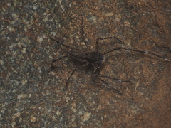 Spartaeus spinimanus