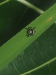 Thorelliola ensifera