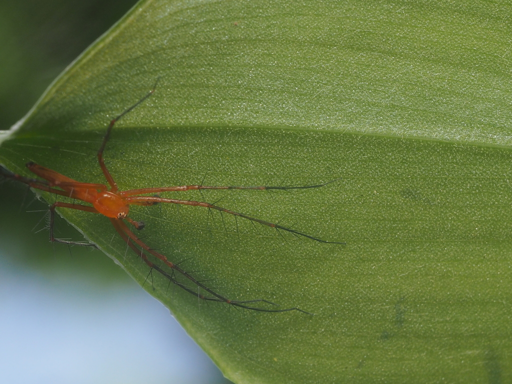 Oxyopes tenellus