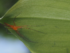 Oxyopes tenellus