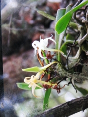Cyrtorchis arcuata arcuata