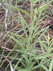 Rotheca louwalbertsii