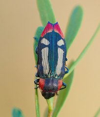 Castiarina erasma