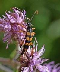 Strangalia attenuata