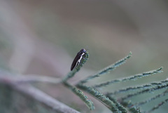 Agrilus australasiae