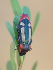 Castiarina erasma