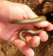 Afrotyphlops schlegelii
