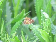 Chrysolarentia polycarpa