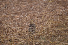 Pterocles quadricinctus