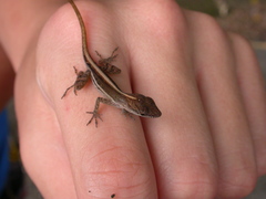 Anolis luciae
