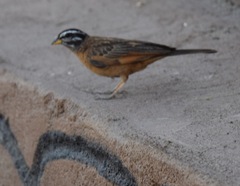 Emberiza goslingi