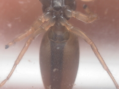 Bavia sexpunctata