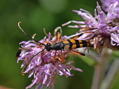 Strangalia attenuata