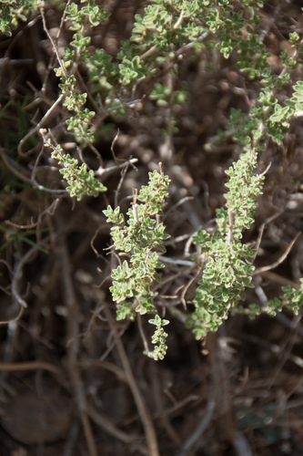 Image of Origanum onites by (c) Felicia Seichter, some rights reserved (CC BY)