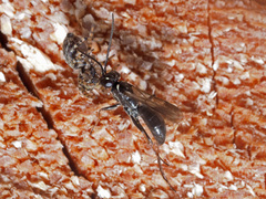 Agenioideus cinctellus