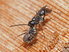 Agenioideus cinctellus