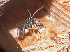 Agenioideus cinctellus