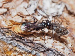 Agenioideus cinctellus