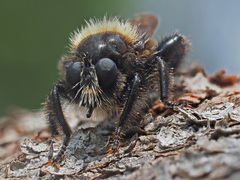 Laphria ephippium